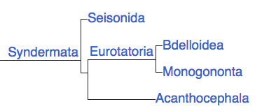 Syndermata - Seisonida - Eurotatoria - Bdelloidea - Monogononta - Acanthocephala